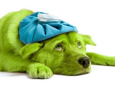 Зеленая собака. Иллюстрация: telegraf.com.ua